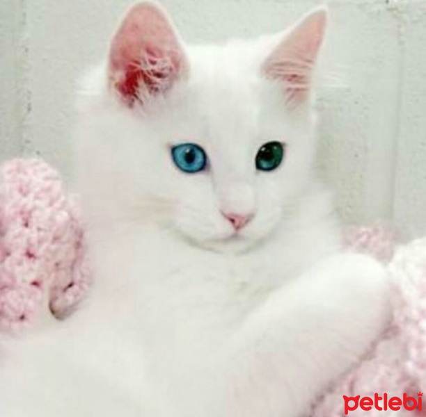 Abyssinian, Kedi  Kedi fotoğrafı