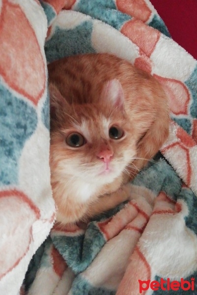 Sarman, Kedi  İris fotoğrafı