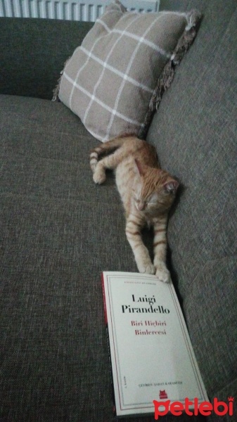 Sarman, Kedi  İris fotoğrafı