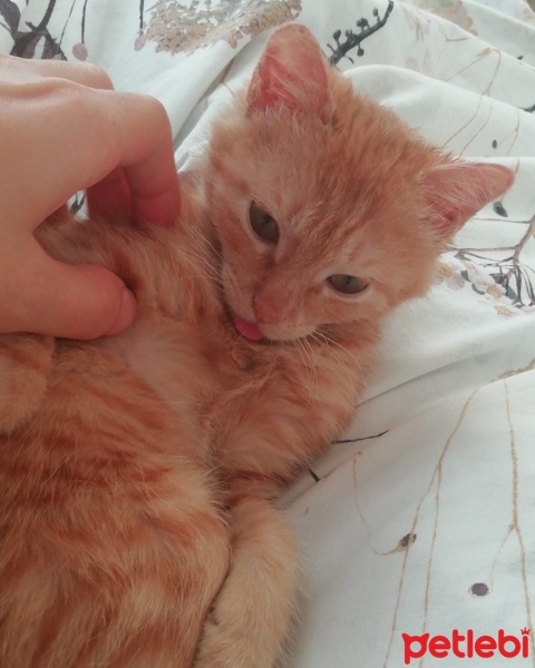 Sarman, Kedi  İris fotoğrafı