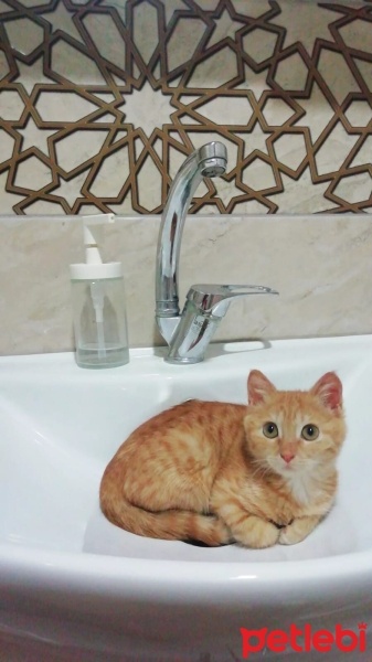 Sarman, Kedi  İris fotoğrafı