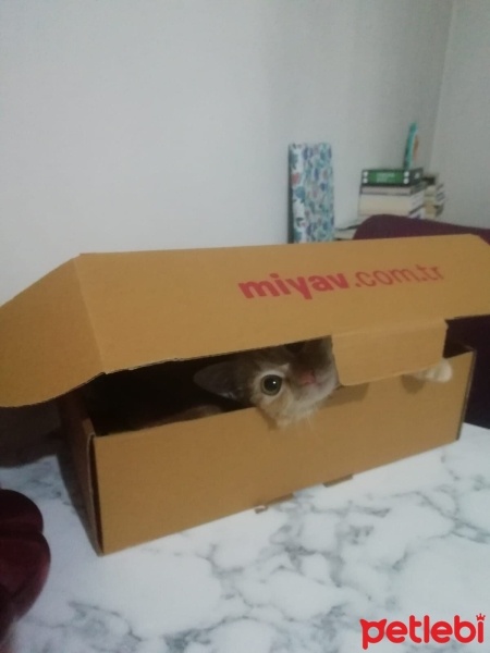 Sarman, Kedi  İris fotoğrafı