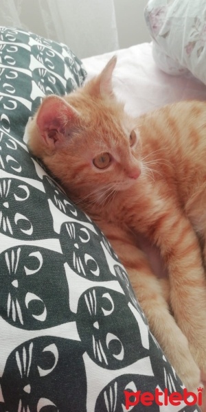 Sarman, Kedi  İris fotoğrafı