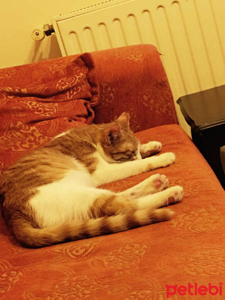 Tekir Kedi, Kedi  Mia fotoğrafı