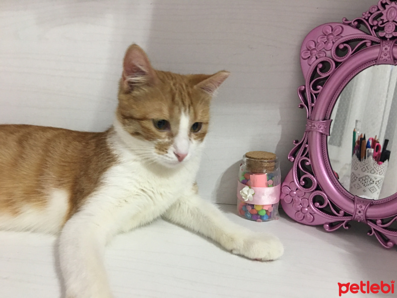Tekir Kedi, Kedi  Mia fotoğrafı