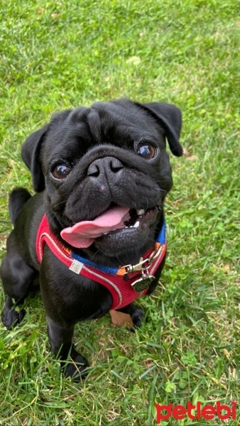 Pug, Köpek  pablo fotoğrafı