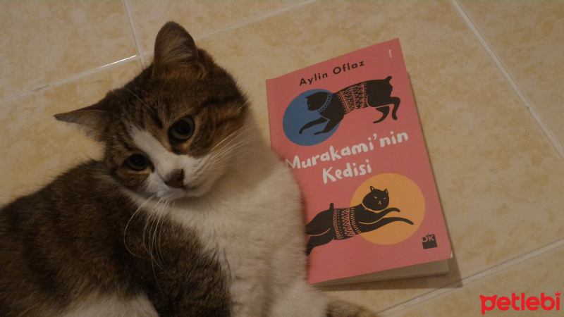 Tekir Kedi, Kedi  Boncuk fotoğrafı