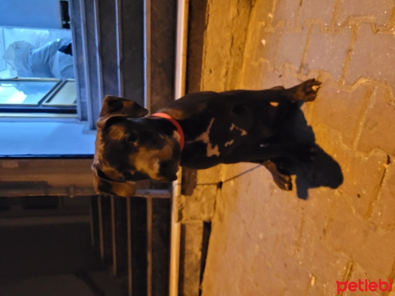 Amerikan Pitbull Terrier, Köpek  Yok fotoğrafı