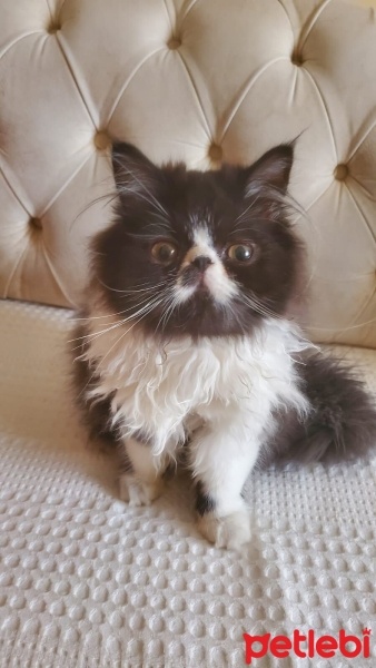 İran Kedisi (Persian), Kedi  Zeytin fotoğrafı