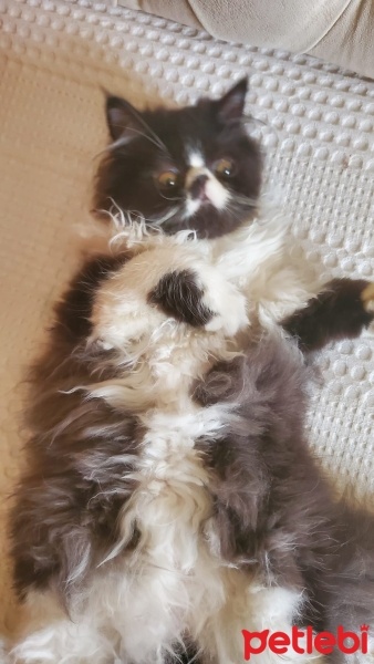 İran Kedisi (Persian), Kedi  Zeytin fotoğrafı