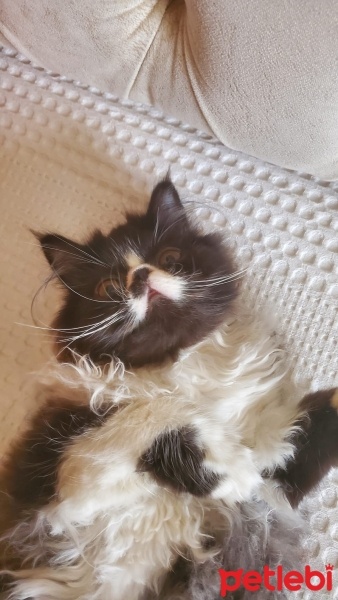İran Kedisi (Persian), Kedi  Zeytin fotoğrafı