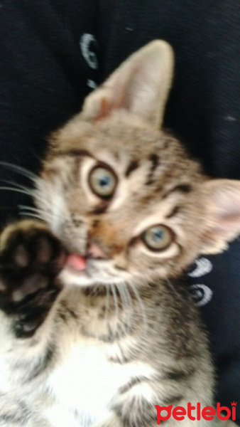Tekir Kedi, Kedi  mia fotoğrafı