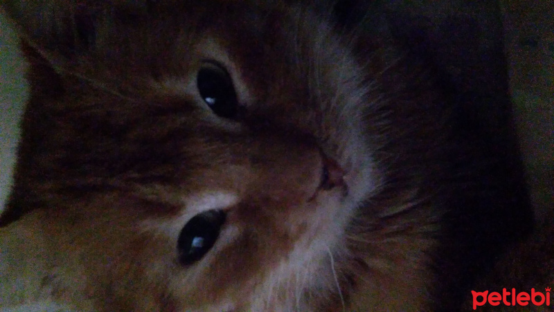 Tekir Kedi, Kedi  mia fotoğrafı