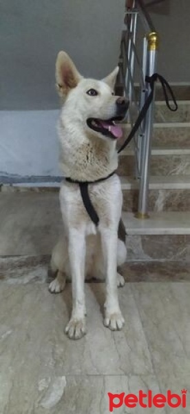 Sibirya Kurdu (Husky), Köpek  LEWİS fotoğrafı