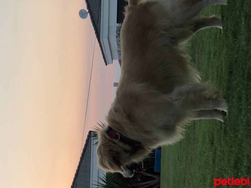 Golden Retriever, Köpek  Paşa fotoğrafı