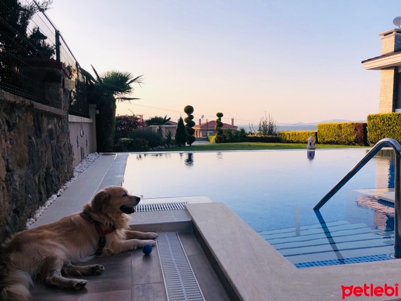 Golden Retriever, Köpek  Paşa fotoğrafı