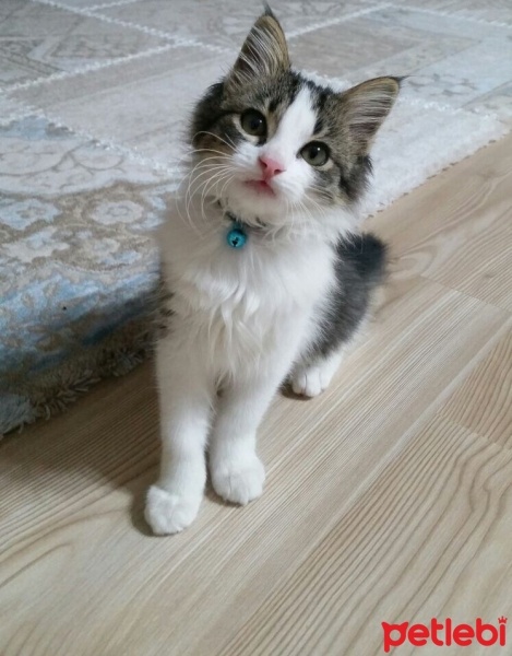 Norwegian Forest, Kedi  Süreya fotoğrafı