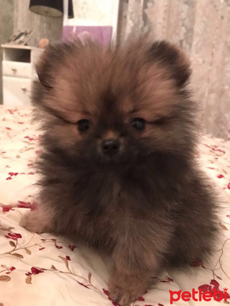 Pomeranyalı, Köpek  Lola fotoğrafı