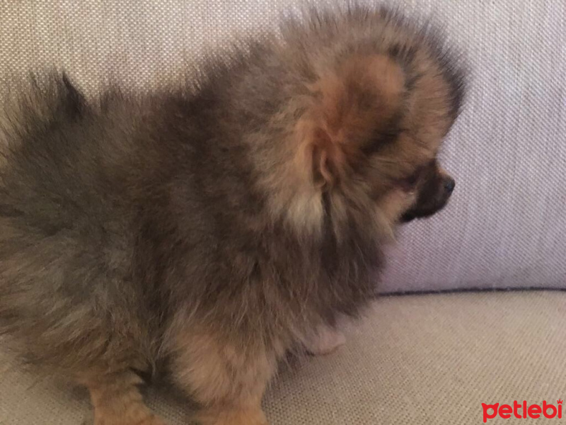 Pomeranyalı, Köpek  Lola fotoğrafı