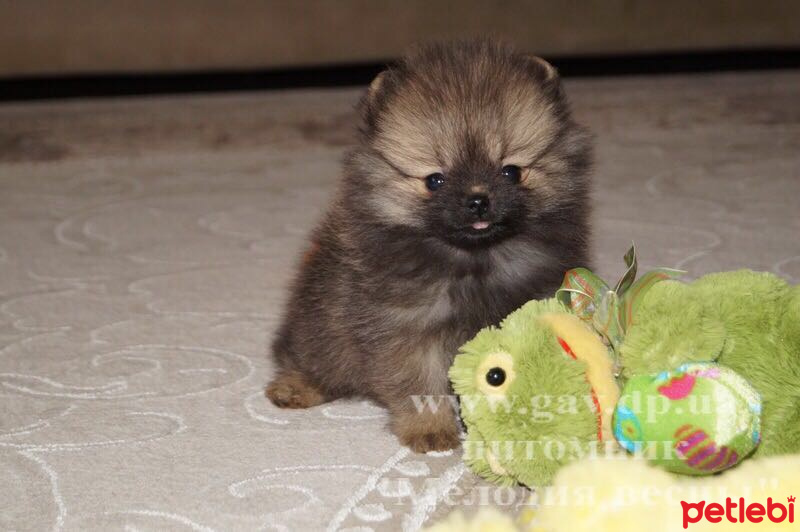 Pomeranyalı, Köpek  Lola fotoğrafı