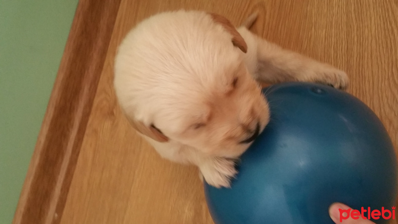 Golden Retriever, Köpek  Ares fotoğrafı