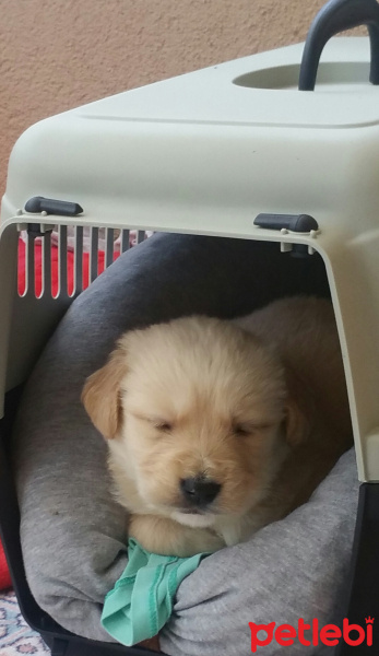 Golden Retriever, Köpek  Ares fotoğrafı