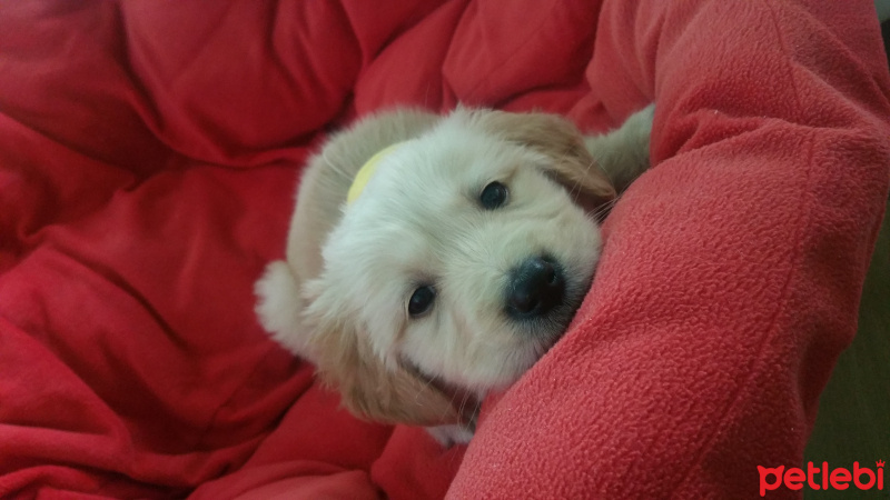 Golden Retriever, Köpek  Ares fotoğrafı