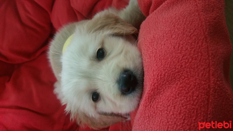 Golden Retriever, Köpek  Ares fotoğrafı