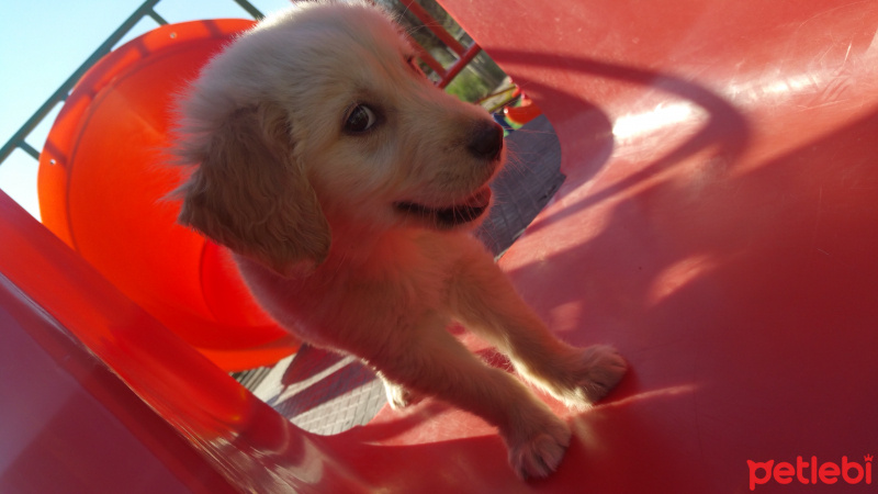 Golden Retriever, Köpek  Ares fotoğrafı