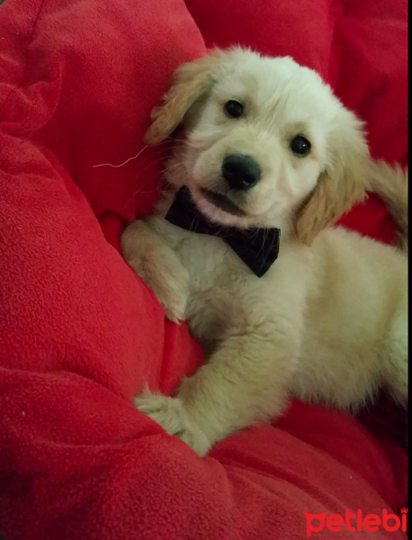 Golden Retriever, Köpek  Ares fotoğrafı