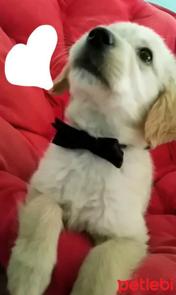 Golden Retriever, Köpek  Ares fotoğrafı