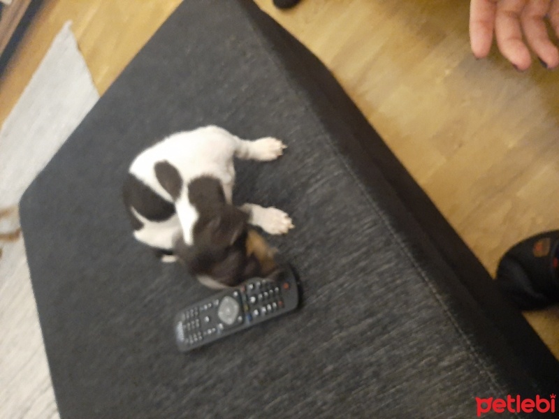 Jack Russell Terrier, Köpek  Müdür fotoğrafı