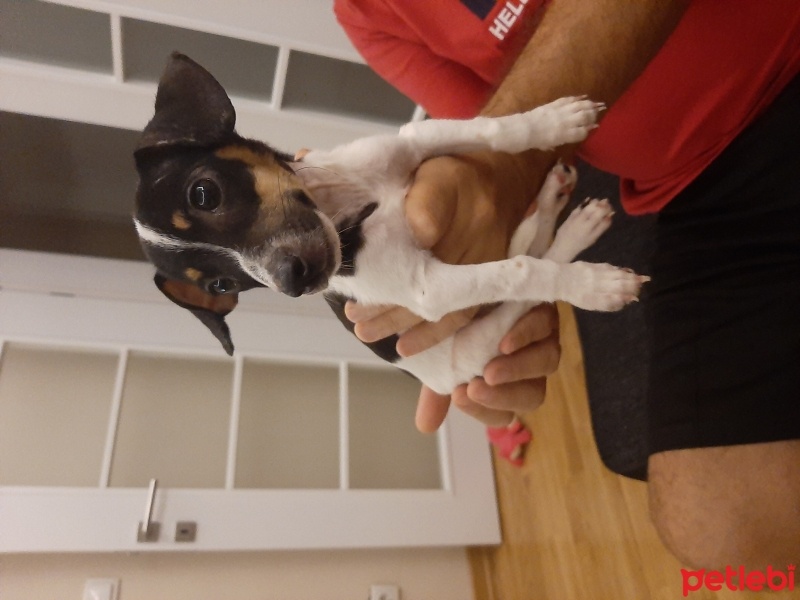 Jack Russell Terrier, Köpek  Müdür fotoğrafı