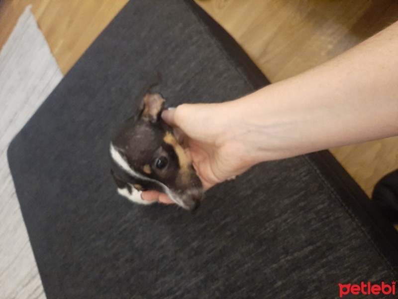Jack Russell Terrier, Köpek  Müdür fotoğrafı