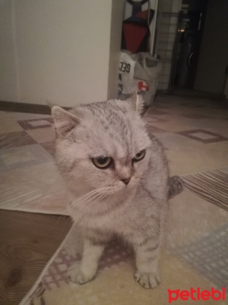 Scottish Fold, Kedi  Şila fotoğrafı