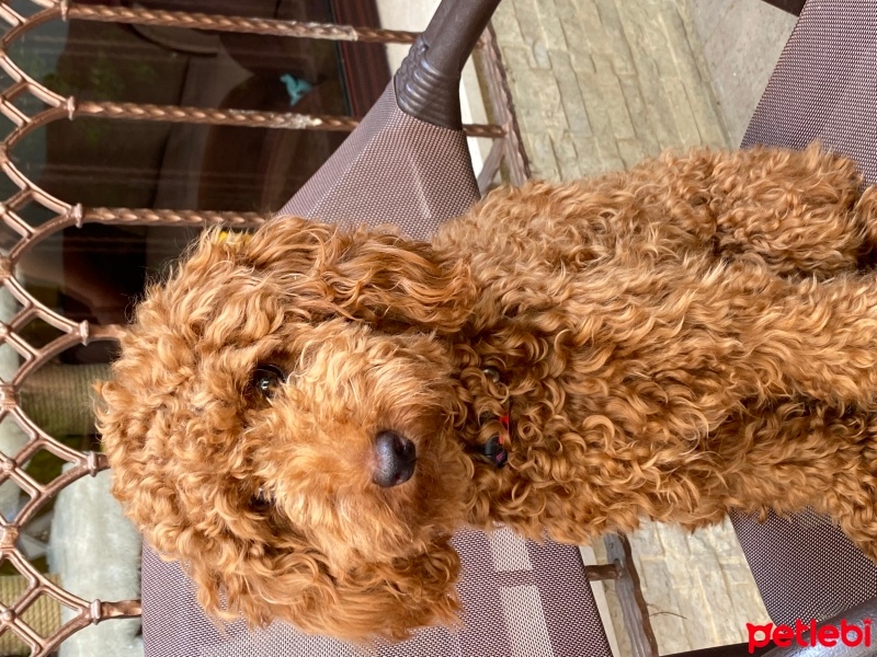 Poodle(Standart Kaniş), Köpek  Rex fotoğrafı
