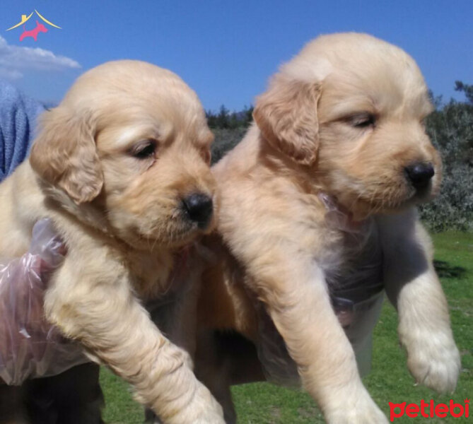 Golden Retriever, Köpek  Bal fotoğrafı