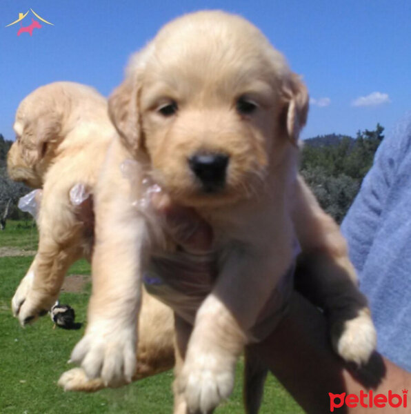 Golden Retriever, Köpek  Bal fotoğrafı