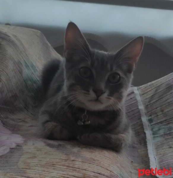 Tekir Kedi, Kedi  Duman fotoğrafı