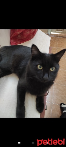 Tekir Kedi, Kedi  Muffin fotoğrafı