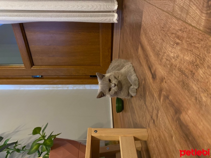 British Shorthair, Kedi  EROS fotoğrafı