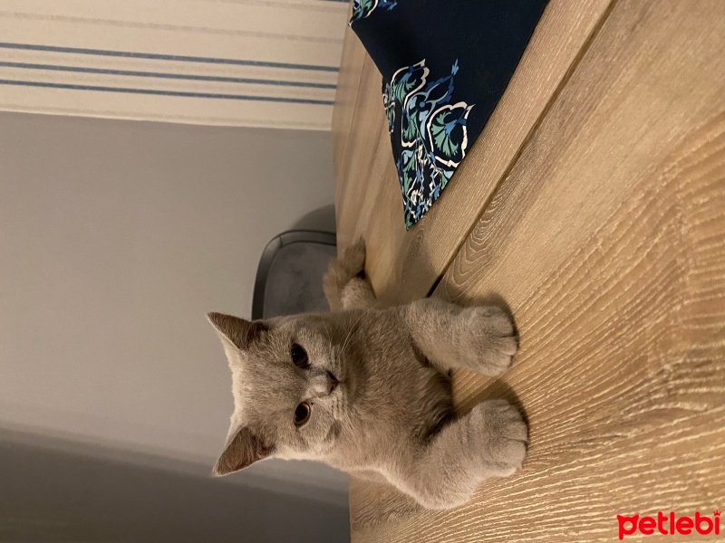 British Shorthair, Kedi  EROS fotoğrafı