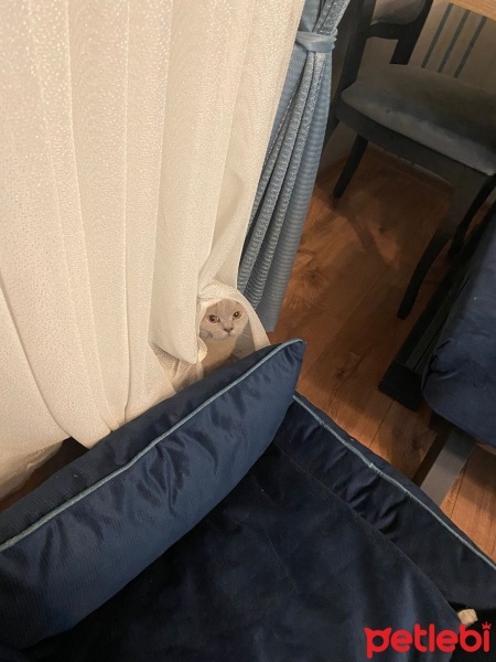 British Shorthair, Kedi  EROS fotoğrafı