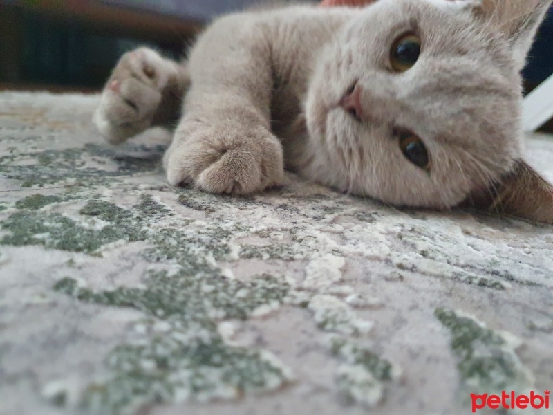 British Shorthair, Kedi  EROS fotoğrafı