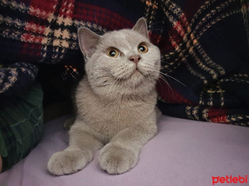 British Shorthair, Kedi  EROS fotoğrafı