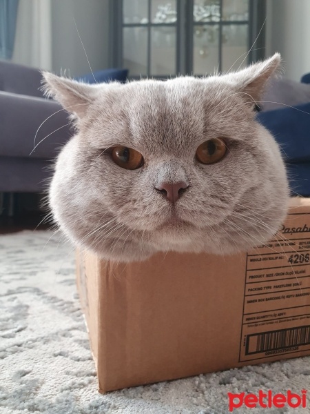 British Shorthair, Kedi  EROS fotoğrafı