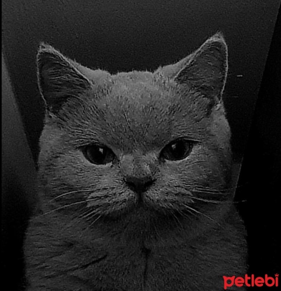 British Shorthair, Kedi  EROS fotoğrafı