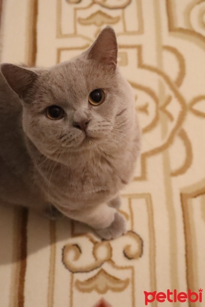 British Shorthair, Kedi  EROS fotoğrafı