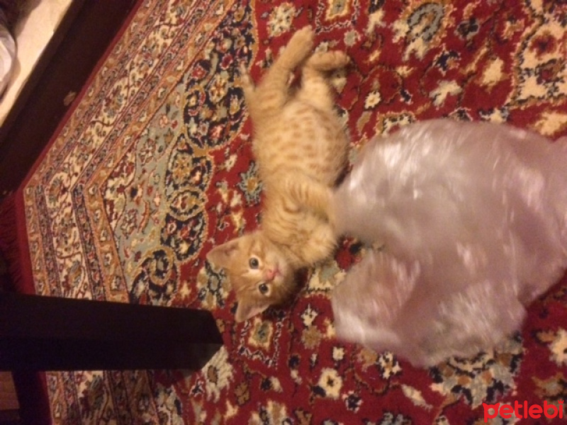 Tekir Kedi, Kedi  kedi fotoğrafı