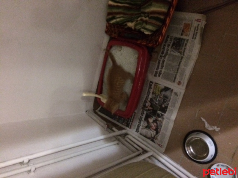 Tekir Kedi, Kedi  kedi fotoğrafı